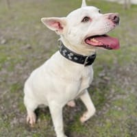 Angel-Einzelprinzessin in weiss, Hündin zur Adoption