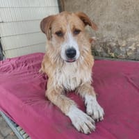 Großes Mädchen sucht großes Glück, Hündin zur Adoption