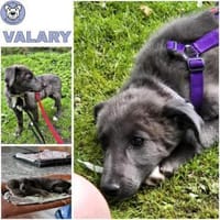 VALARY -rundum tolles Hundekind-, Hündin zur Adoption