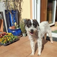 Linus, Hund zur Adoption