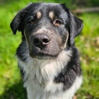 Stolzer Grieche sucht erfahrene Stelle, Hund zur Adoption