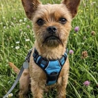 Rocky in NRW, Hund zur Adoption