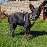 Süße MIMI möchte dein Herz erobern, Hündin zur Adoption