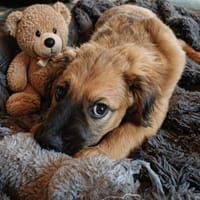 kleiner, lustiger Ulli 🥰, Hund zur Adoption