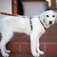 Beto, sensibler Welpe sucht Zuhause, Hund zur Adoption