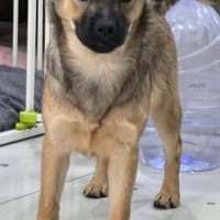 Holly braucht herzliche Menschen, Hündin zur Adoption