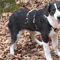 Tash sucht ein freies Körbchen, Hündin zur Adoption