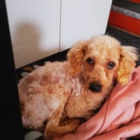 Vera, hübsches Pudelmädchen geb. 2019, Hündin zur Adoption