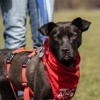 Nura - wartet in 04103 Leipzig, Hündin zur Adoption