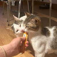 Luna und Chrysa aus dem Tierschutz, Katze zur Adoption