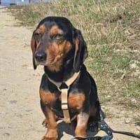 Timon geb. 10/2022 ist ein toller Dackel, Hund zur Adoption