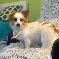 Pici, kinderlieber Mischling geb.12/2024, Hund zur Adoption