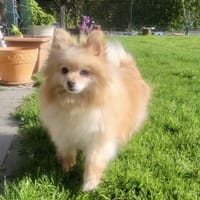 Bubbles in 41344 Nettetal-Lobbrich, Hündin zur Adoption