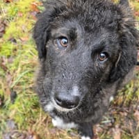 Kira - kluge Abenteurerin mit Herz sucht, Hündin zur Adoption