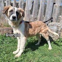 Giorgia in der Tierherberge Donzdorf, Hündin zur Adoption