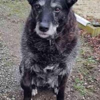 Paula, liebe Seniorin, Hündin zur Adoption