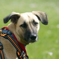 KWEZY, chienne à adopter