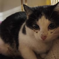AMBROISE, chatte à adopter