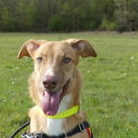 MILOU, chienne à adopter