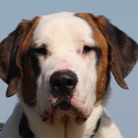 EROS, chien à adopter