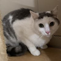 Kory CAB5431, chat à adopter