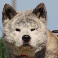 OSAMU, chien à adopter