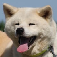 UKA, chienne à adopter