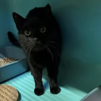 GRASSY, chat à adopter