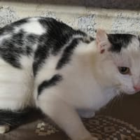 REGIS, chat à adopter
