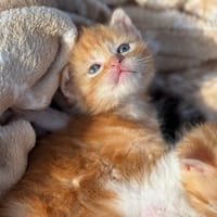 NALA, chatte à adopter