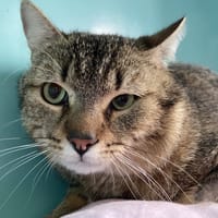 WALDO, chat à adopter