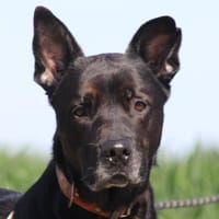 SANCHO, chien à adopter