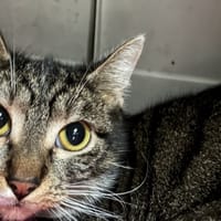FLASH, chatte à adopter