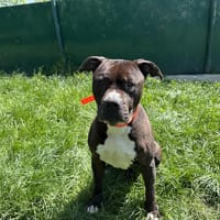 OSCAR, chien à adopter