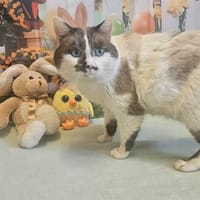 RENE, chat à adopter