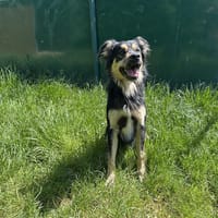 GOHST, chien à adopter