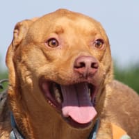 FUSHIA, chien à adopter