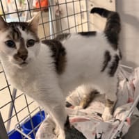 CALIN, chat à adopter