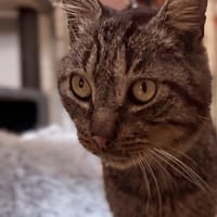 ULYSSE, chat à adopter