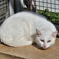 MACARON, chat à adopter