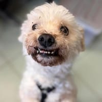 SKIPPY, chien à adopter