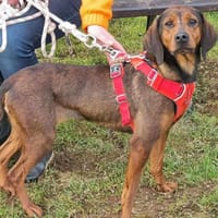 SALSA, chienne à adopter