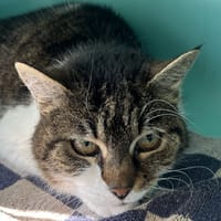 GYPSIE C, chatte à adopter