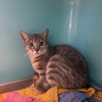 ISYS, chatte à adopter