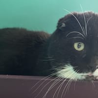 IOWA C, chat à adopter