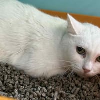 NOCIBE, chatte à adopter