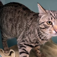 WASHINGTON C, chat à adopter