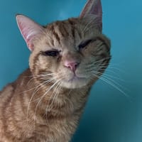 VERMONT C, chat à adopter