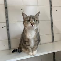 Nikita, chatte à adopter