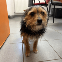 JACKSON, chien à adopter